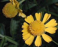 Helenium autumnale