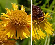 Helenium bigelovii