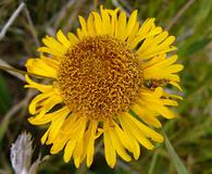 Helenium bolanderi