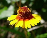 Helenium elegans