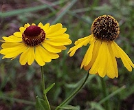 Helenium flexuosum