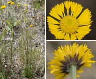 Helenium pinnatifidum