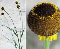 Helenium puberulum