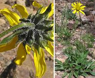 Helianthella parryi