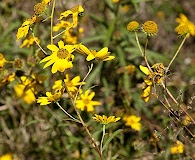 Helianthus angustifolius