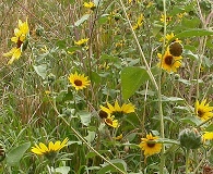 Helianthus annuus