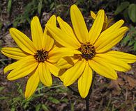 Helianthus atrorubens