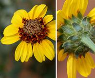 Helianthus ciliaris