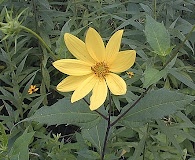 Helianthus decapetalus