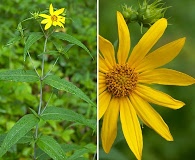 Helianthus divaricatus