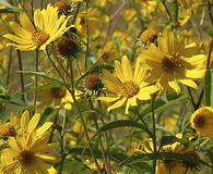 Helianthus giganteus