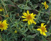 Helianthus gracilentus