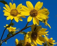 Helianthus grosseserratus