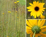 Helianthus heterophyllus