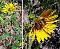 Helianthus hirsutus