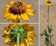 Helianthus laciniatus