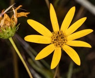 Helianthus longifolius