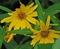 Helianthus maximiliani