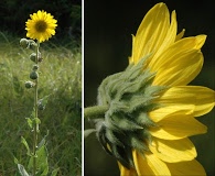 Helianthus mollis