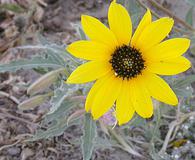 Helianthus niveus