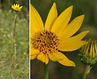 Helianthus occidentalis