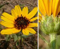 Helianthus pauciflorus