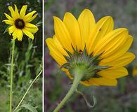 Helianthus petiolaris