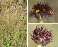 Helianthus radula