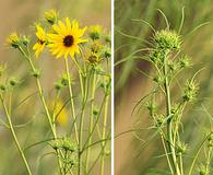 Helianthus salicifolius