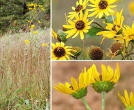 Helianthus silphioides