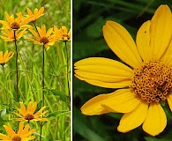 Helianthus strumosus