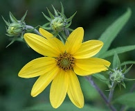 Helianthus tuberosus