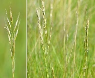 Helictochloa hookeri