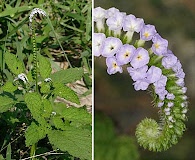 Heliotropium indicum