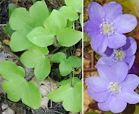 Hepatica acutiloba