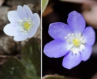 Hepatica americana