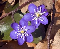 Hepatica nobilis