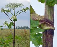 Heracleum mantegazzianum