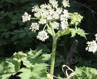 Heracleum maximum