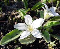 Hesperochiron californicus