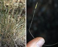 Hesperostipa comata