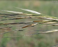 Hesperostipa spartea