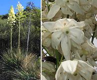 Hesperoyucca whipplei