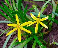 Heteranthera dubia