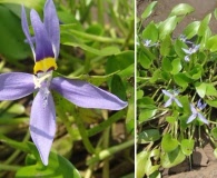 Heteranthera rotundifolia