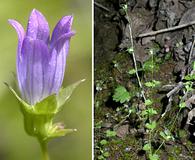 Heterocodon rariflorum