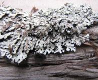 Heterodermia squamulosa