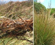 Heteropogon contortus