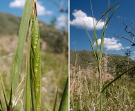 Heteropogon melanocarpus