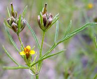 Heterosperma pinnatum